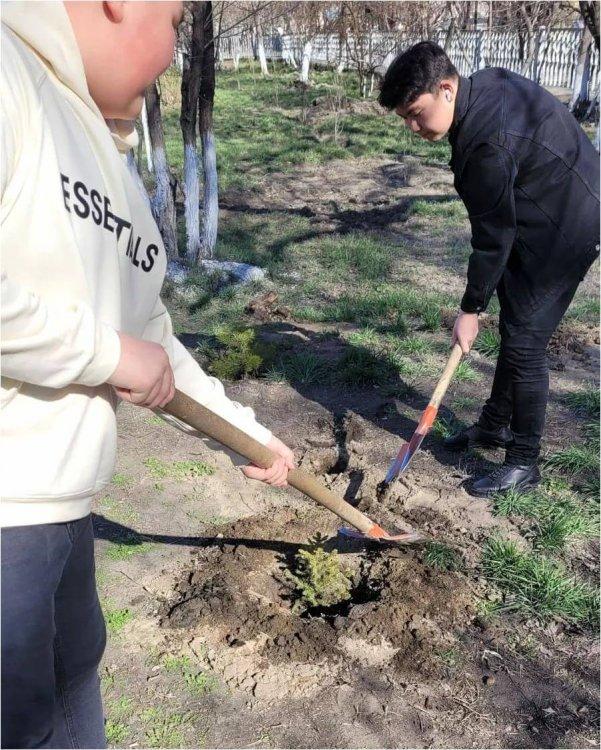 "Балалар жылы —2022" қарсаңында "Экологиялық акция" шеңберінде гимназия оқушылары мектеп ауласына шырша ағаштарын отырғызып, табиғатқа тағзым етті. #балаларжылысемей #жаратылыстануонкүндігі37гимназия