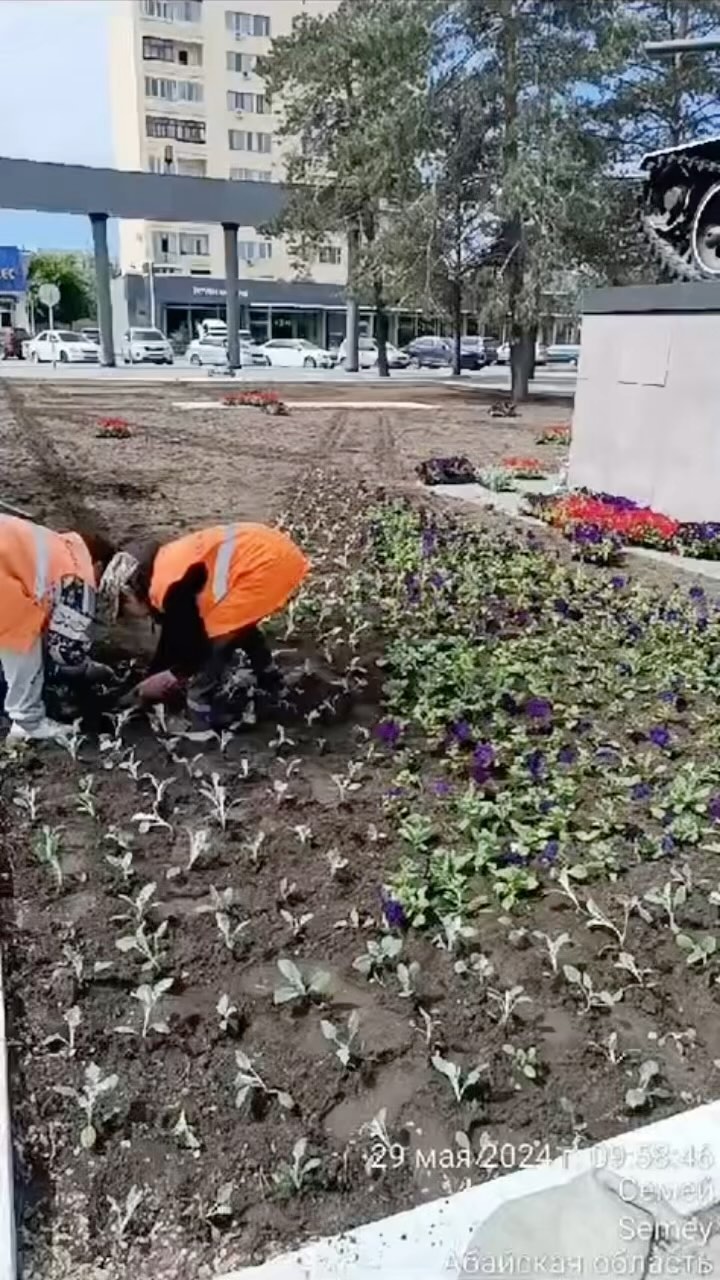 Семейде қаланы көгалдандыру жұмыстары жүргізілуде